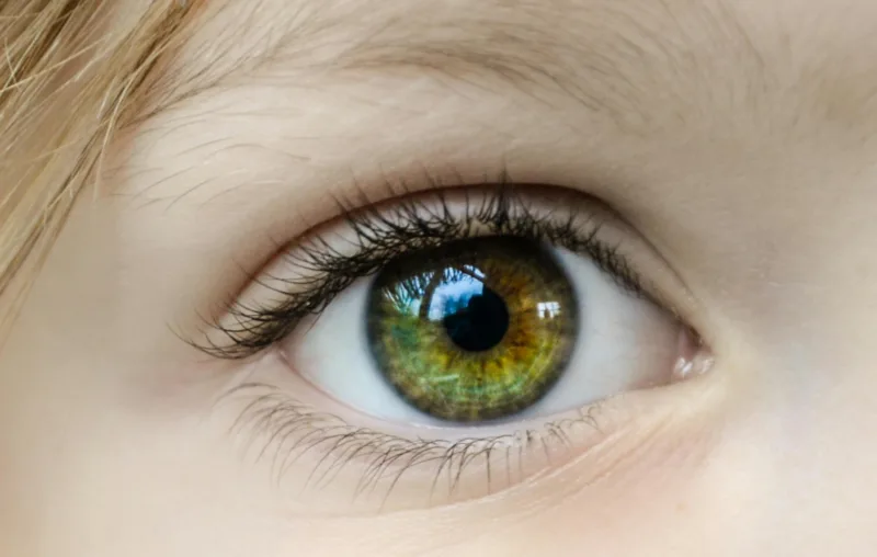 eye-front-view